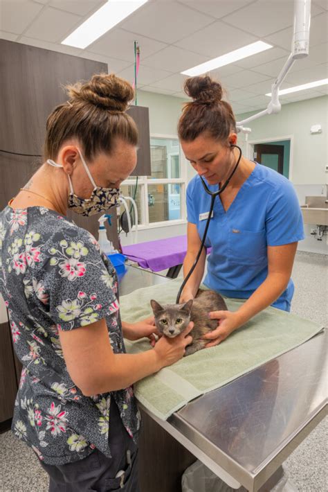 village vet webster ny|About Us .
